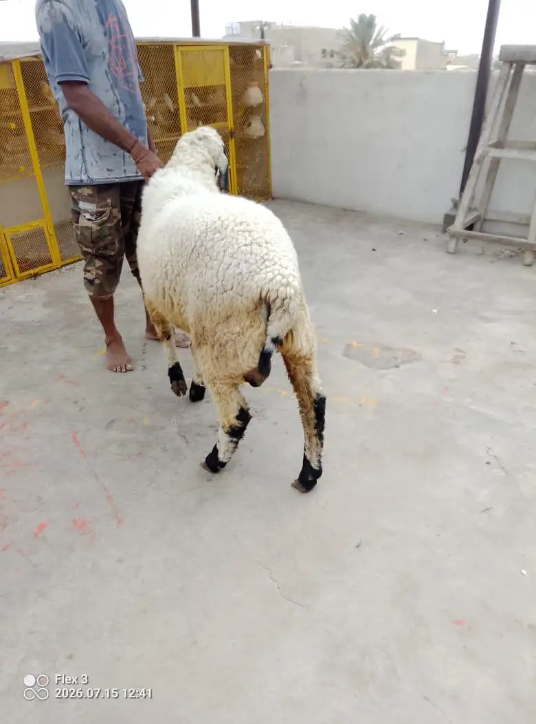 dumba for sale — photo 7