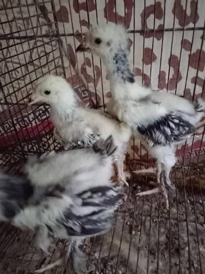 light Columbia barham chick age one month