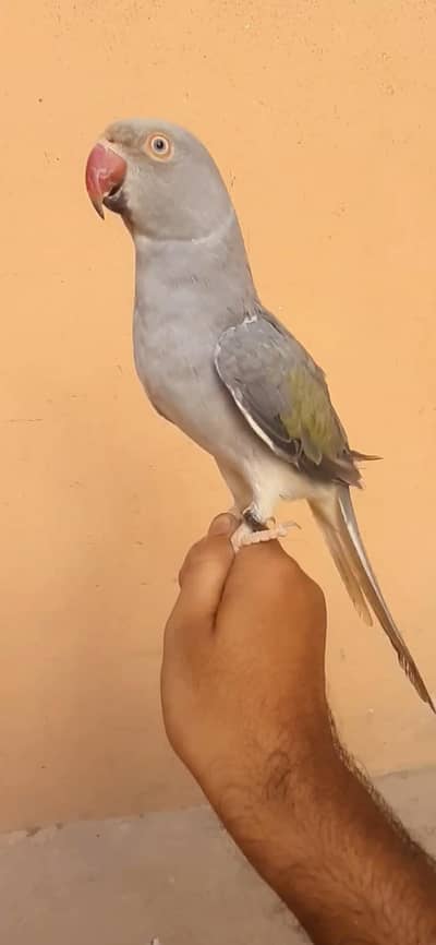 Blue Turquoise CT female ( Clear Tail mutation Ringneck)