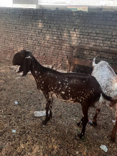 pure makhi cheni bakri