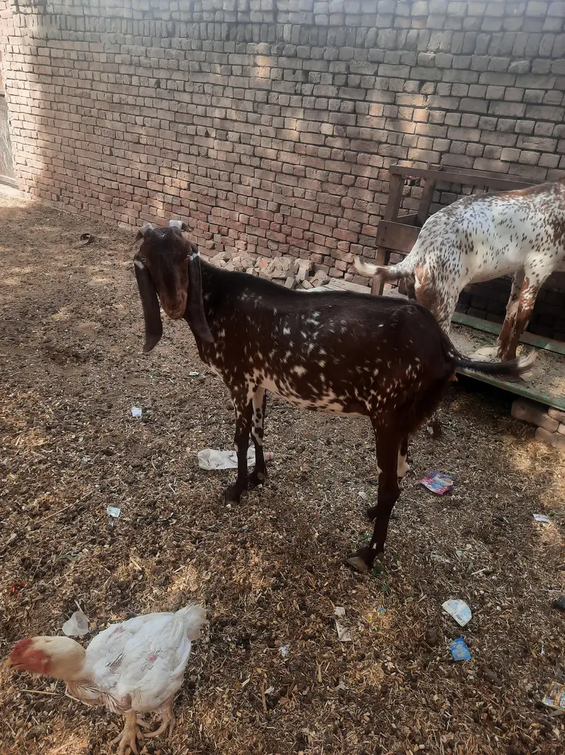 pure makhi cheni bakri — photo 2