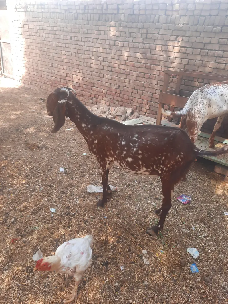 pure makhi cheni bakri — photo 3