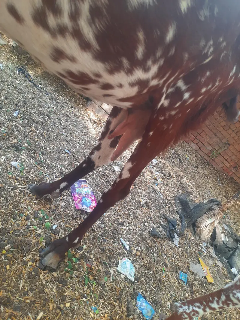 pure makhi cheni bakri — photo 4