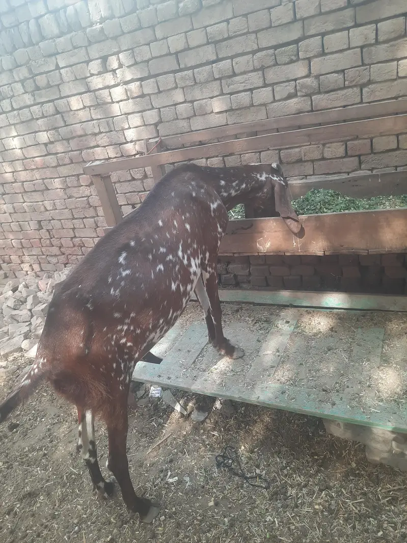 pure makhi cheni bakri — photo 5