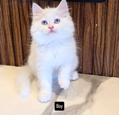 White Persian Kittens/Triple coated/blue eyes/Cats/Male/Female
