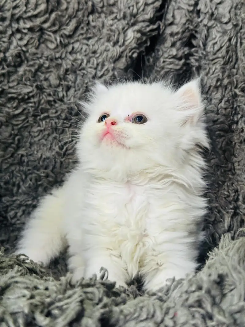White Persian Kittens/Triple coated/blue eyes/Cats/Male/Female — photo 3