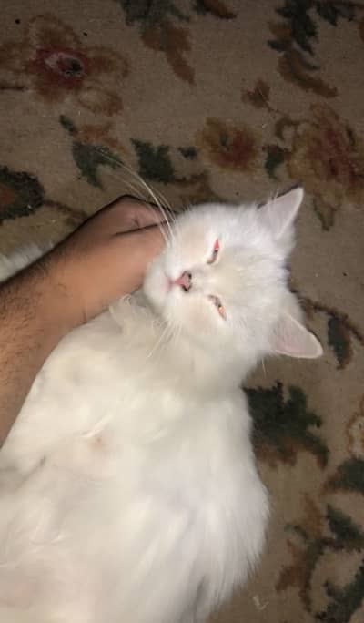 Female cat