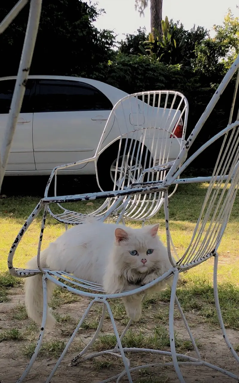 Female cat — photo 2