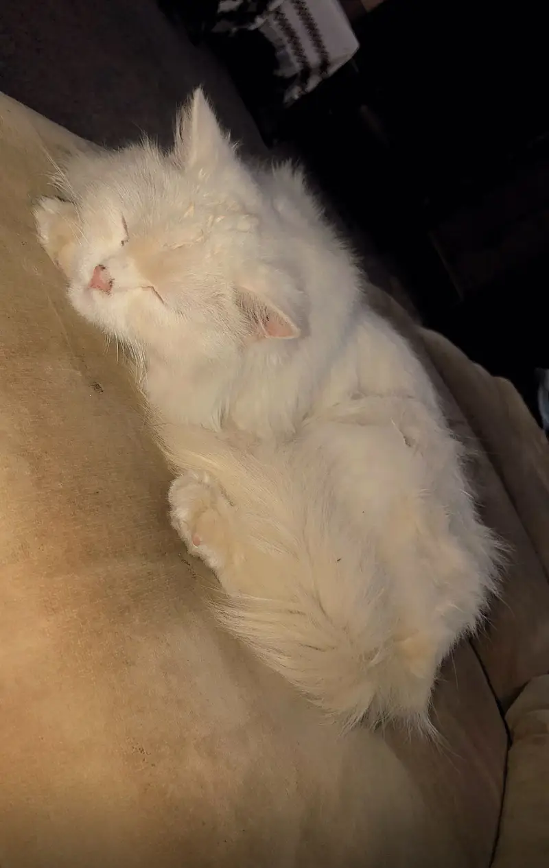 Female cat — photo 3