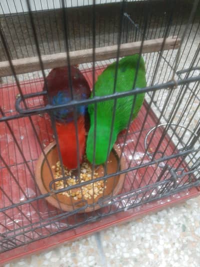 Eclectus pair