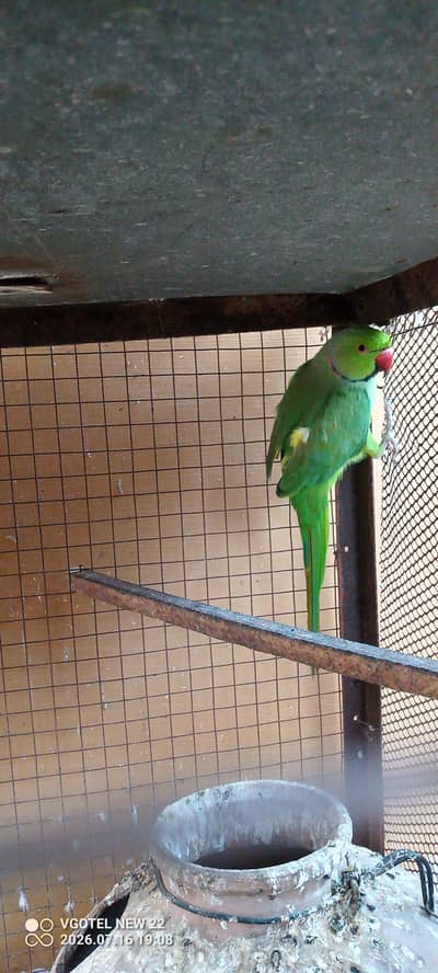 green male parrot