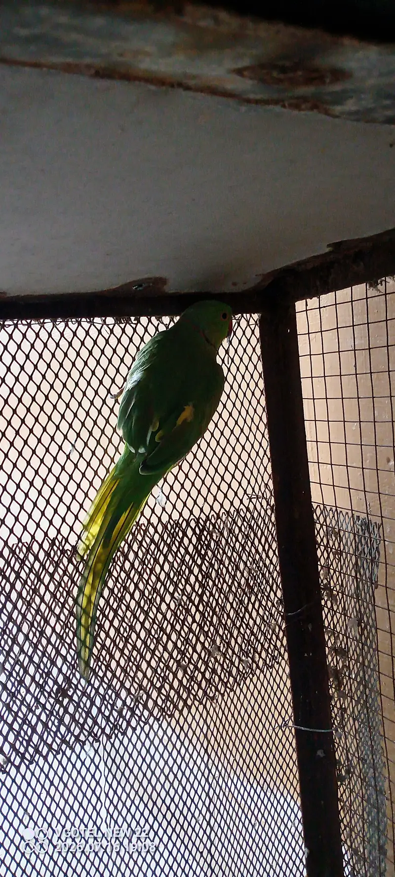 green male parrot — photo 2