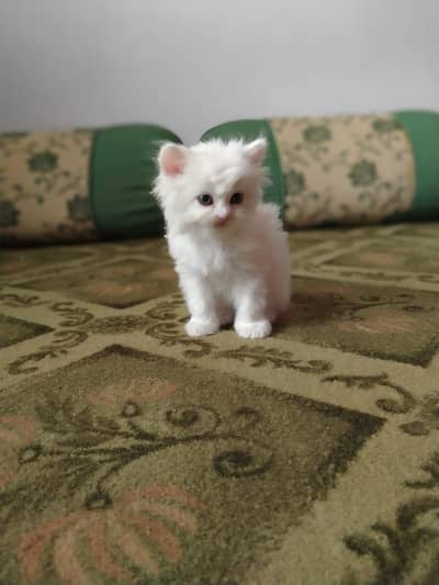 Persian Cat