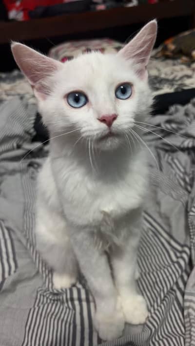 Healthy Persian cat for sale
