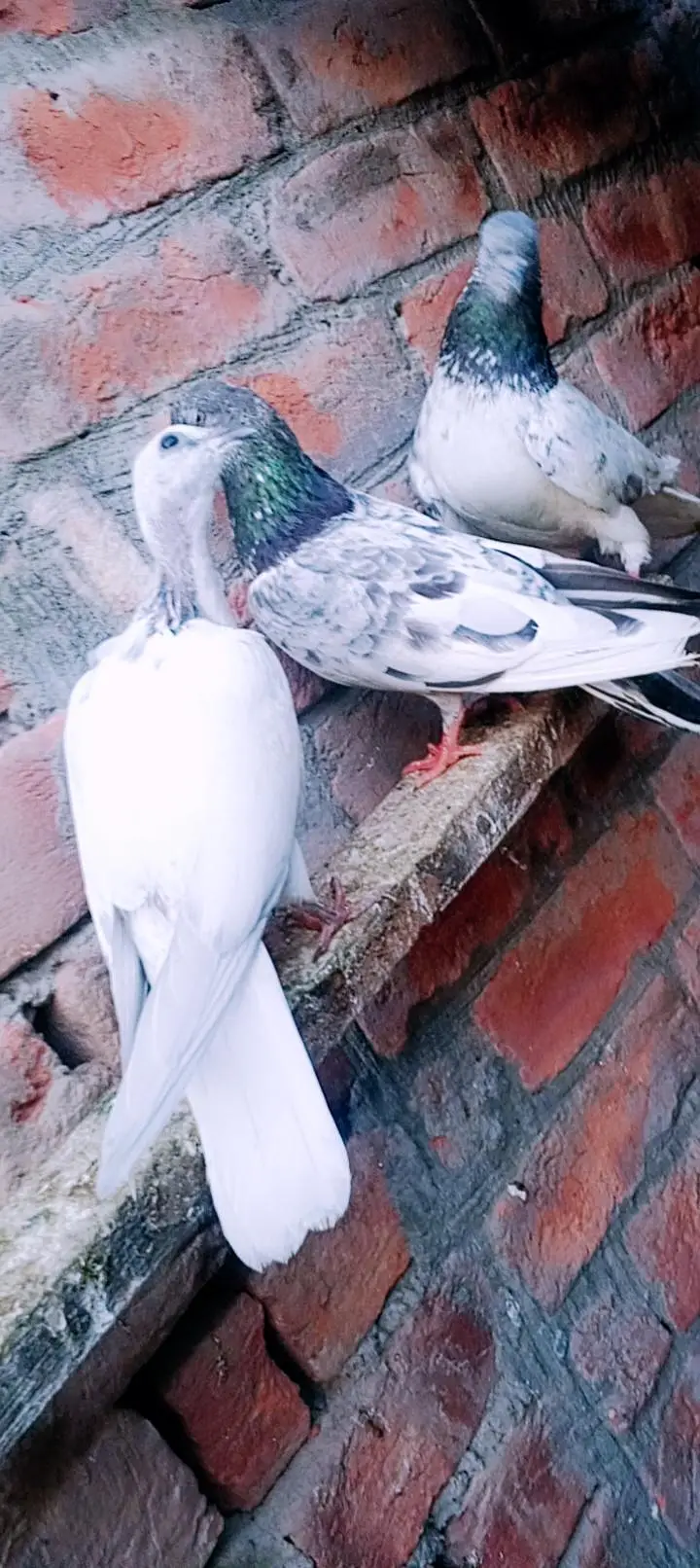 my WhatsApp 03075197074 — photo 10