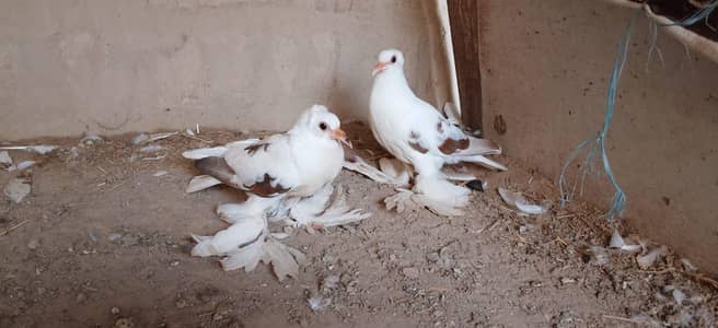 pair for sale