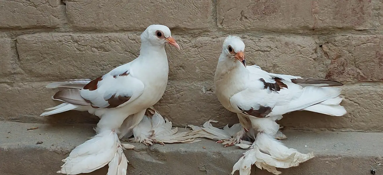 pair for sale — photo 4