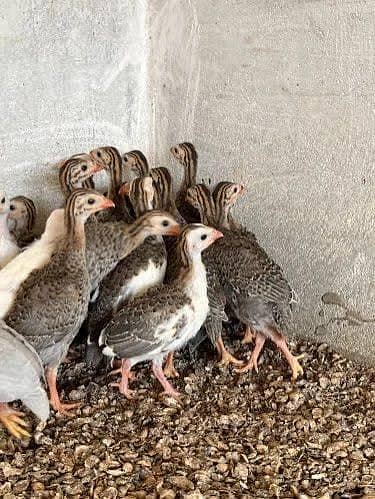 Guinea fowl chicks 1 month plus