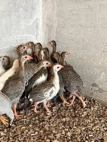 Guinea fowl chicks 1 month plus