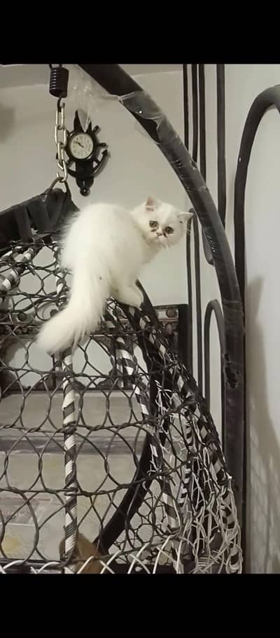 2 females kitten in healthy condition triple coated
