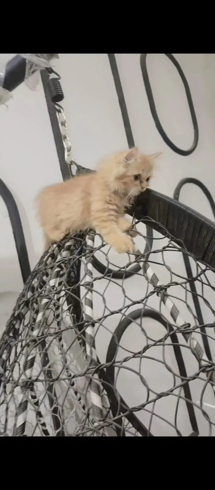 2 females kitten in healthy condition triple coated — photo 3