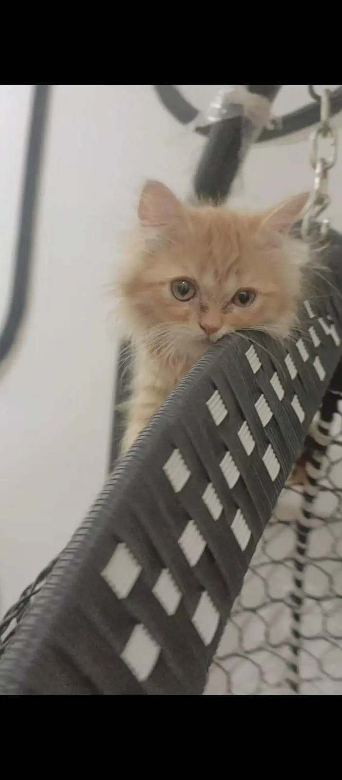 2 females kitten in healthy condition triple coated — photo 4