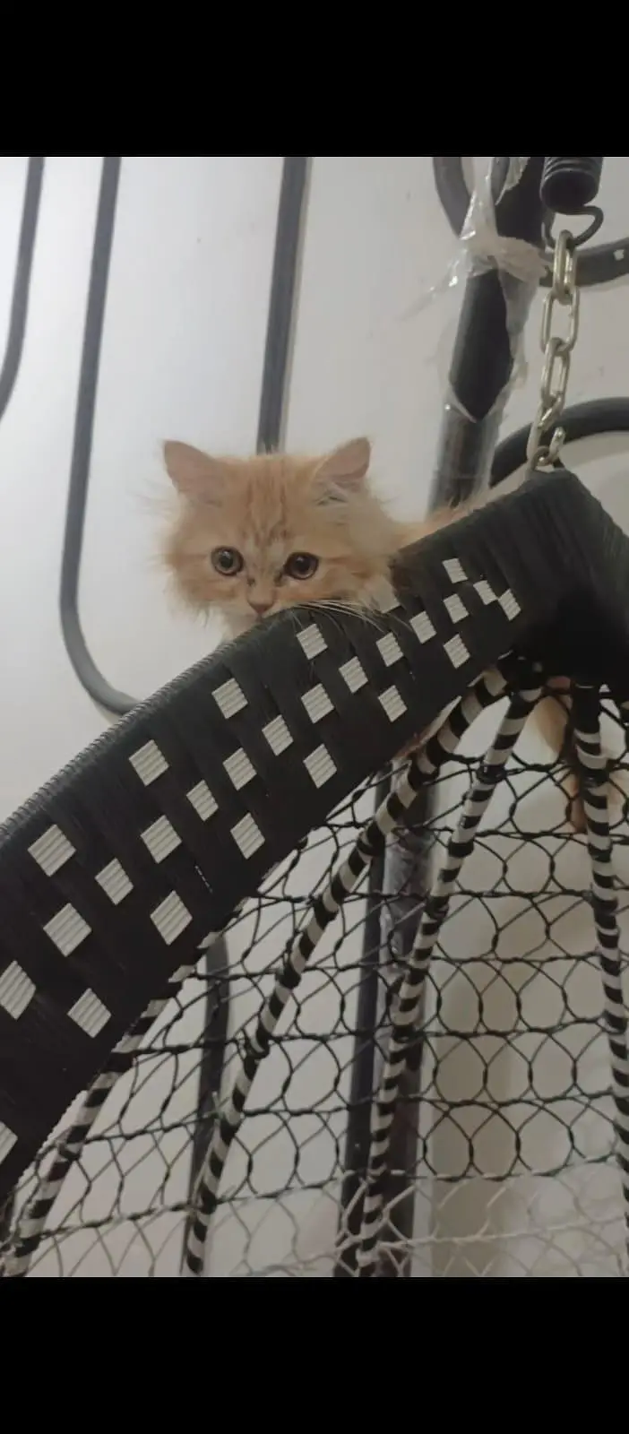 2 females kitten in healthy condition triple coated — photo 5