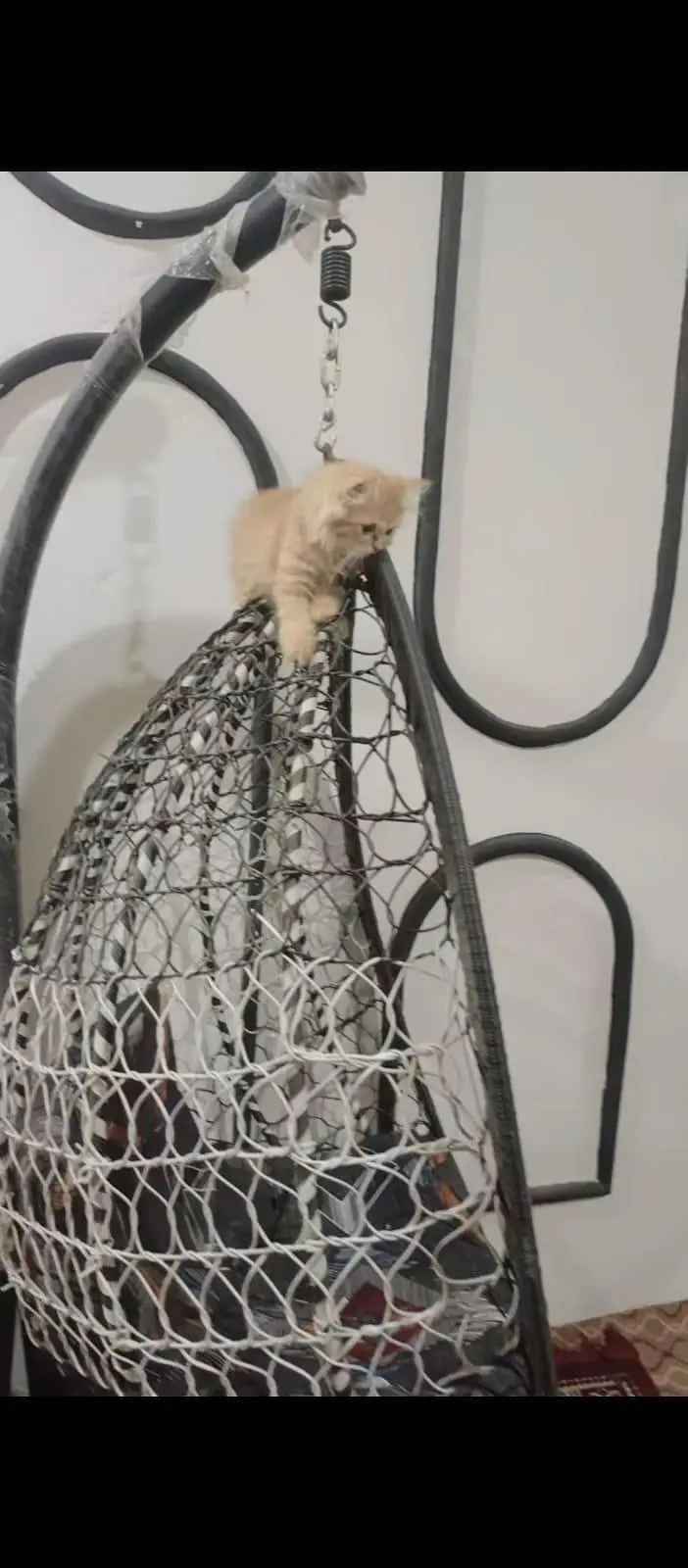 2 females kitten in healthy condition triple coated — photo 6
