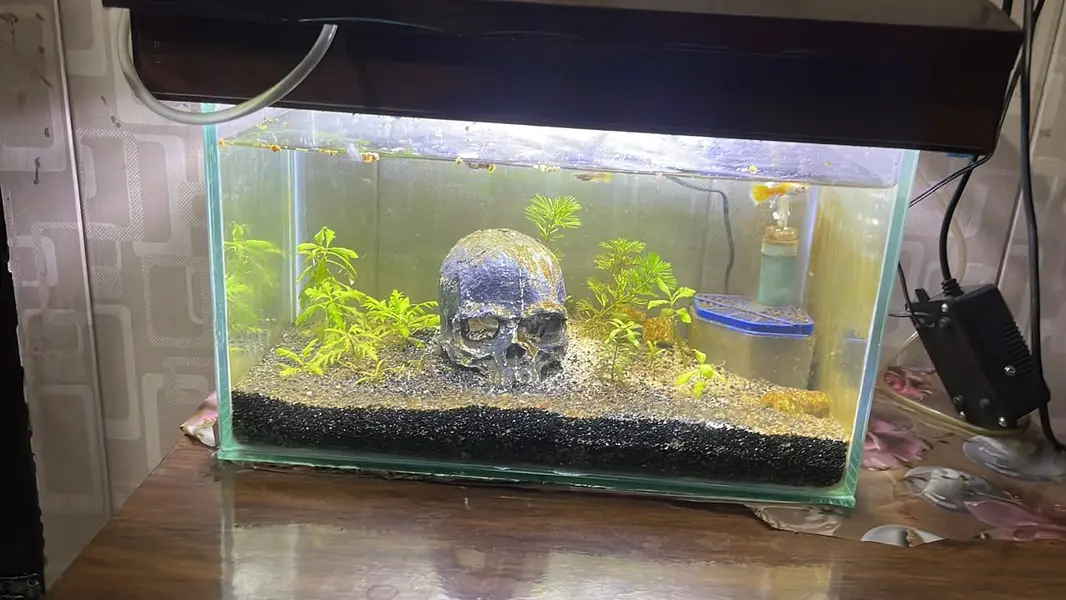 1.5 Ft Glass Aquarium with Sand – Excellent Condition