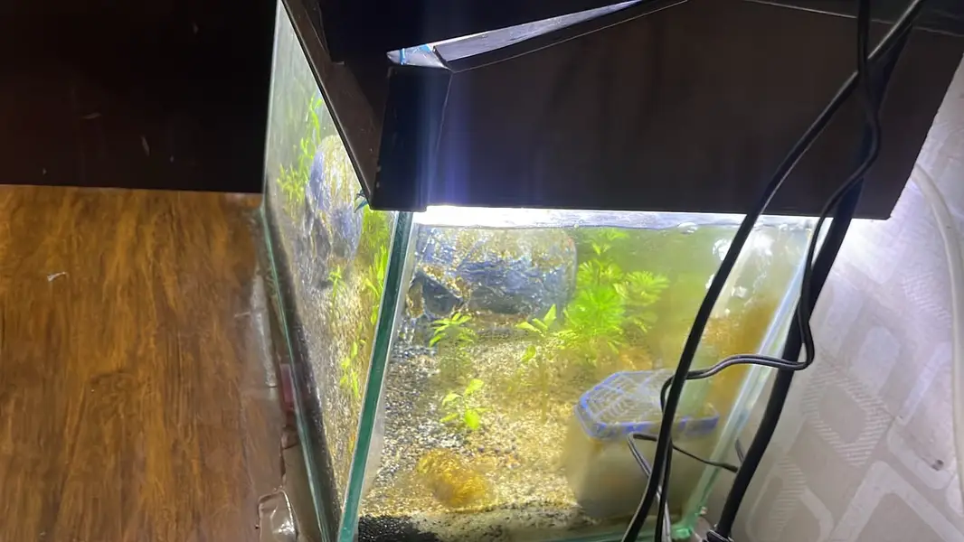 1.5 Ft Glass Aquarium with Sand – Excellent Condition — photo 4