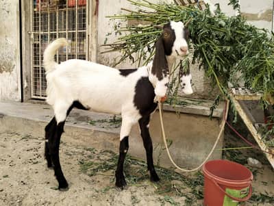Bakri For sale