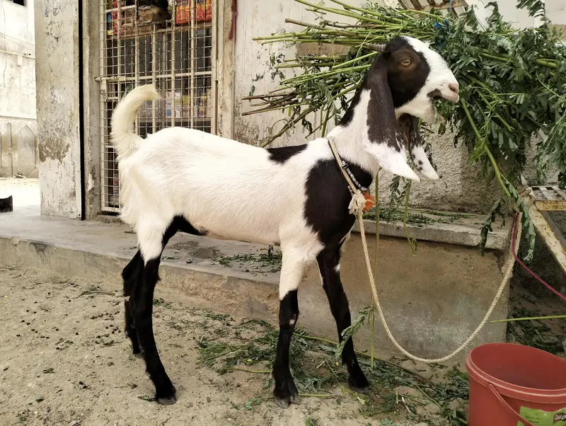 Bakri For sale — photo 2