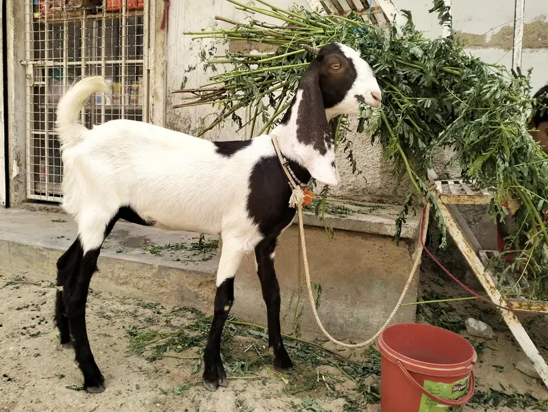 Bakri For sale — photo 3