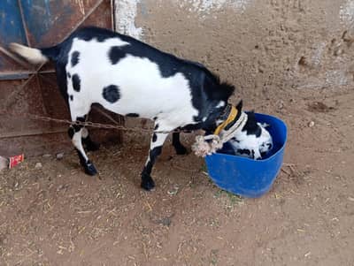 Teddy male full codoo size pure Munda.