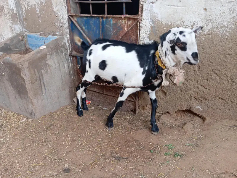 Teddy male full codoo size pure Munda. — photo 10