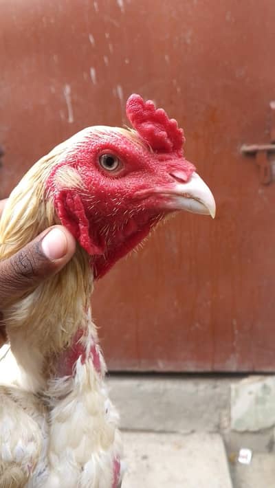 Healthy bosca aseel murga for Sale – Home breed