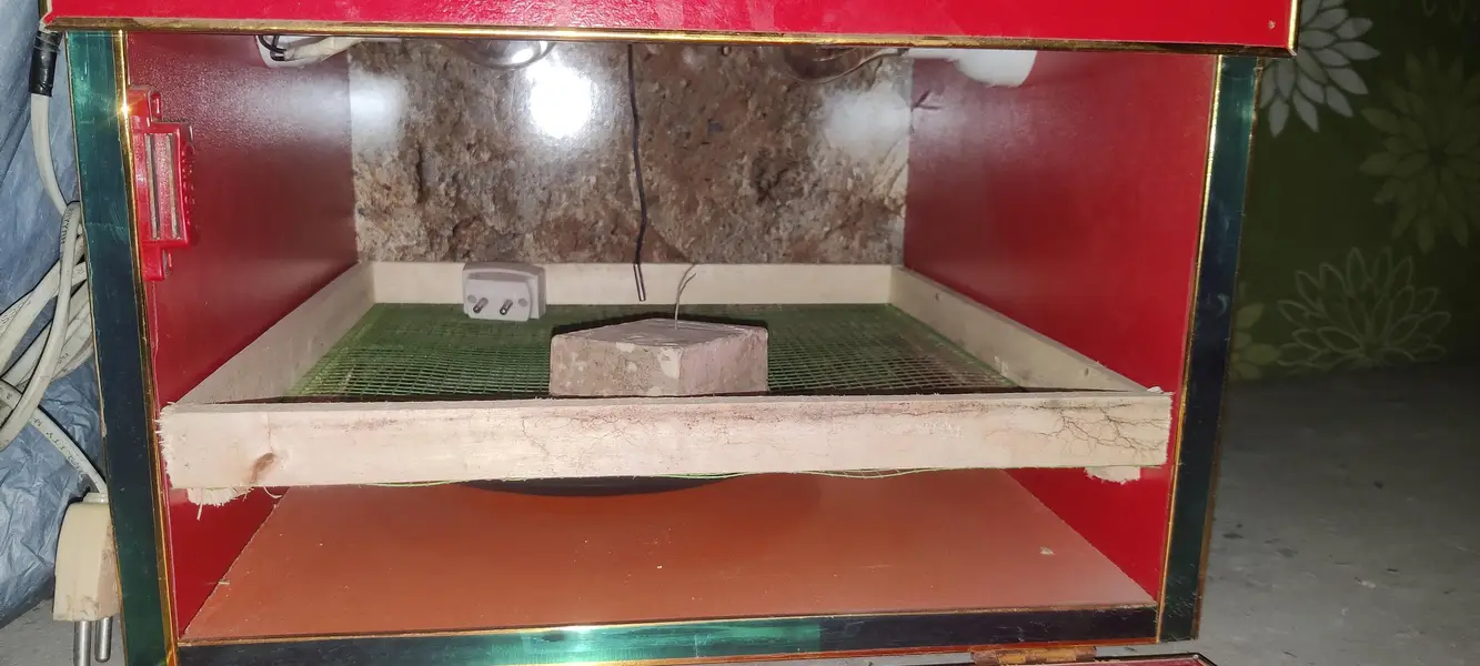 chiks box h — photo 7
