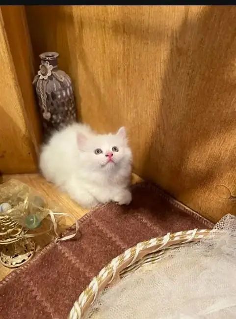 Persian cat for sale contact my WhatsApp  03194340226 — photo 2