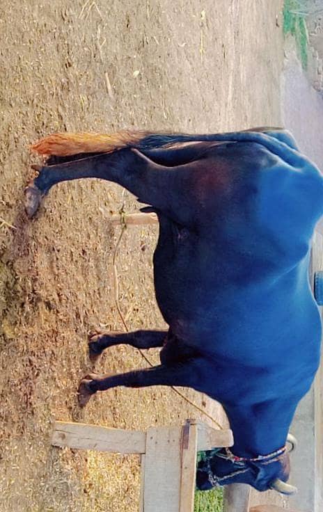 Buffalo 0