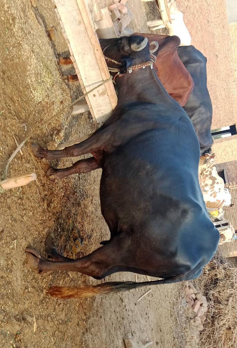 Buffalo 1