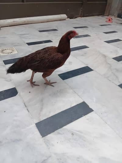 pure desi murghi