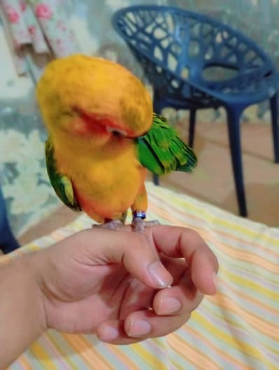 hand temp Sun Conure