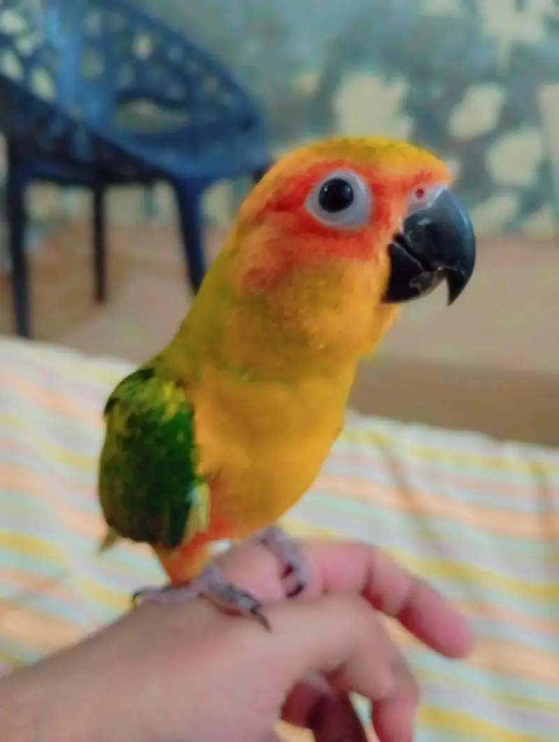 hand temp Sun Conure — photo 2