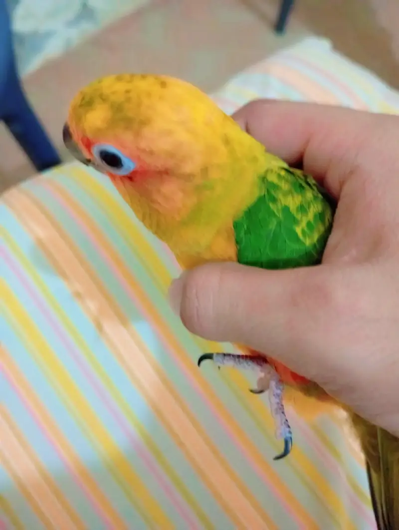 hand temp Sun Conure — photo 3