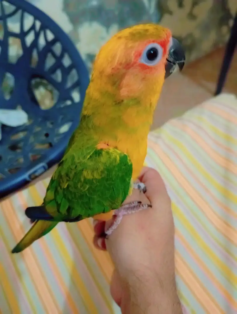 hand temp Sun Conure — photo 4