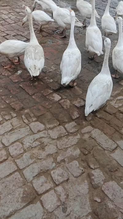 big ducs