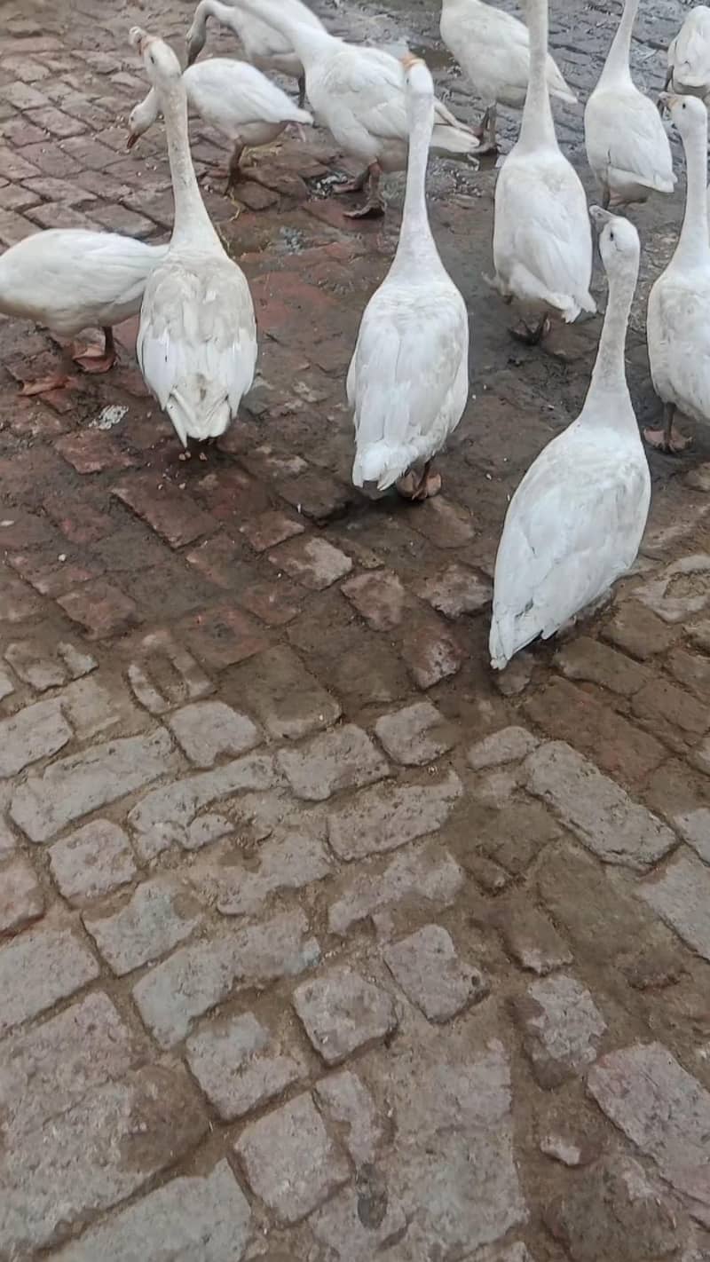 big ducs 0