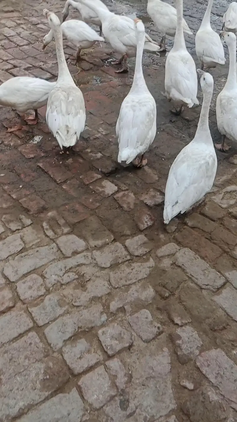 big ducs