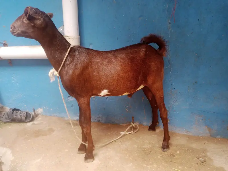 Teddy bakra for sale contact number 03155 911 647 — photo 2