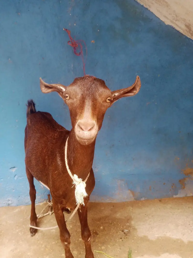 Teddy bakra for sale contact number 03155 911 647 — photo 3